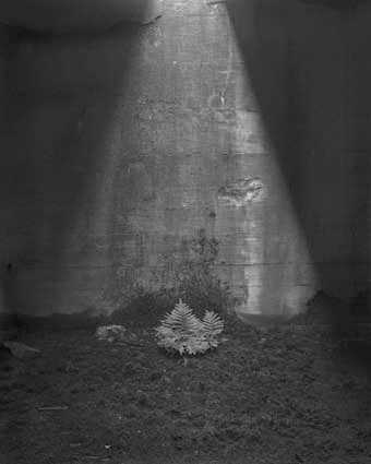 Le jardin de l'ombre