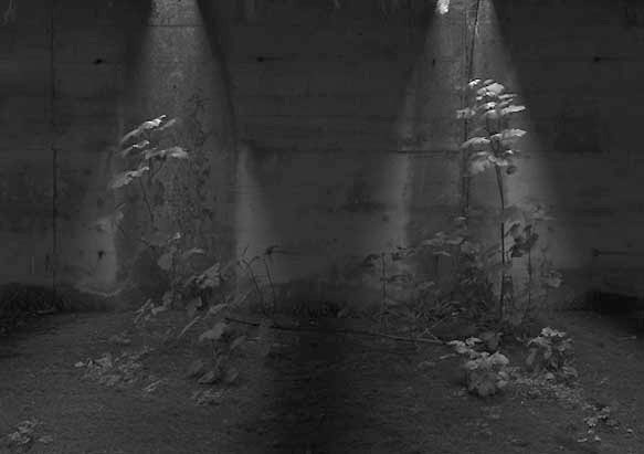Le jardin de l'ombre