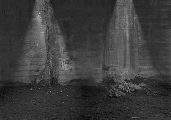 Le jardin de l'ombre