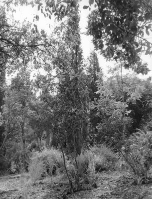 Jardin Rayol