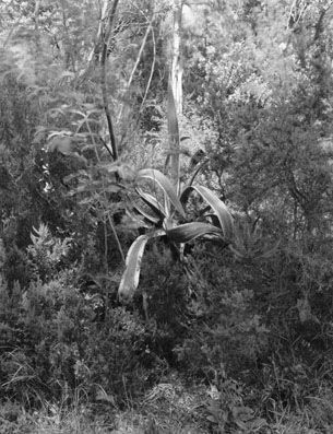 Jardin Rayol