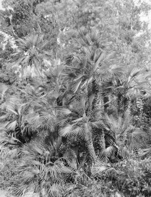Jardin Rayol