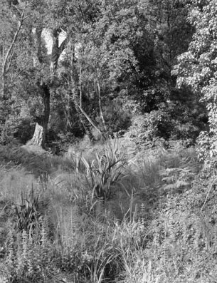 Jardin Rayol