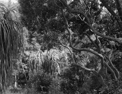 Jardin Rayol
